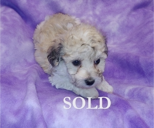 Medium Photo #3 Havachon Puppy For Sale in WINSTON SALEM, NC, USA