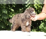 Small #18 Poodle (Toy)