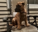 Small Photo #25 Presa Canario Puppy For Sale in LEVITTOWN, PA, USA