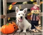 Small Photo #8 West Highland White Terrier Puppy For Sale in MALVERN, AR, USA