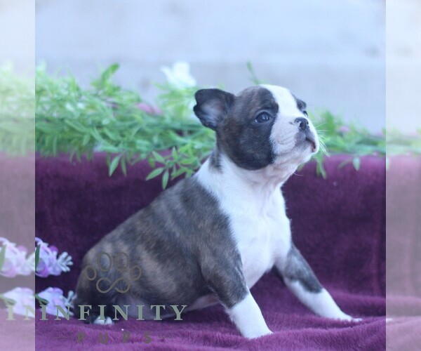 Medium Photo #4 Boston Terrier Puppy For Sale in PORT ROYAL, PA, USA