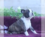 Small #3 Boston Terrier