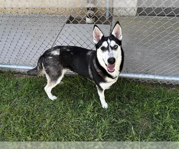 Medium Photo #1 Siberian Husky-Unknown Mix Puppy For Sale in Grand Prairie, TX, USA