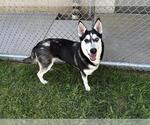 Small Siberian Husky Mix