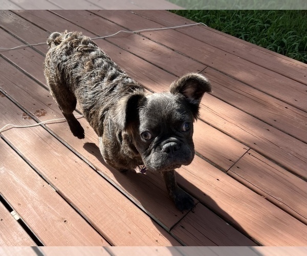 Medium Photo #4 French Bulldog Puppy For Sale in CHARLOTTE, NC, USA