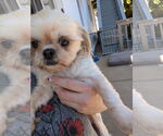 Small #3 Shih Tzu