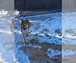 Small #2 German Shepherd Dog