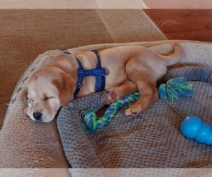 Labrador Retriever Puppy for sale in BURNSVILLE, NC, USA