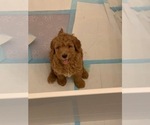 Small #26 Goldendoodle