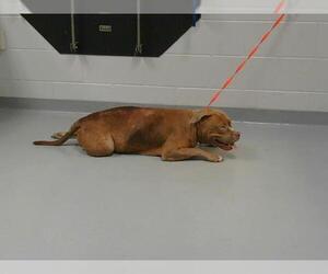 American Pit Bull Terrier-Unknown Mix Dogs for adoption in St. Cloud, FL, USA