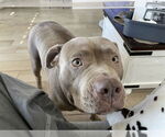 Small #1 American Pit Bull Terrier-American Staffordshire Terrier Mix