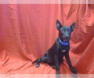 Medium German Shepherd Dog
