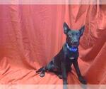 Small German Shepherd Dog