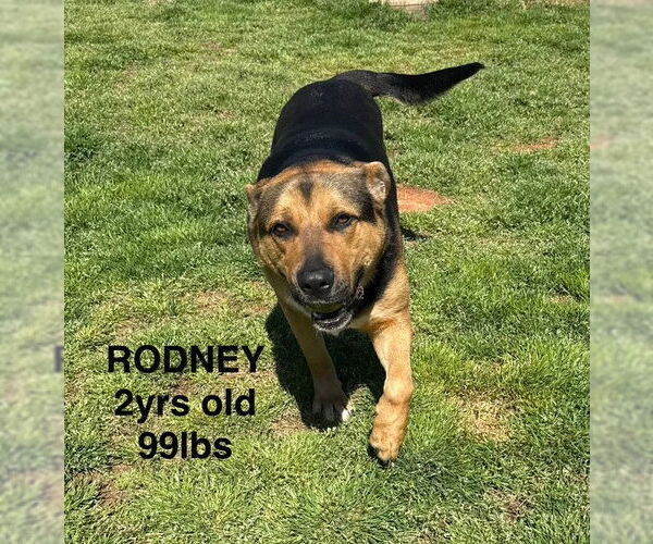 Medium Photo #6 Mutt Puppy For Sale in Woodbury, NY, USA