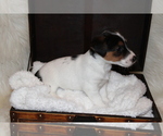 Small Photo #5 Jack Russell Terrier Puppy For Sale in BENTON, IL, USA
