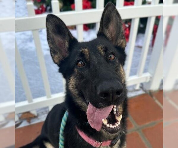 Medium Photo #2 German Shepherd Dog Puppy For Sale in Camarillo, CA, USA