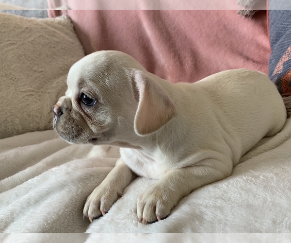 Medium Photo #4 French Bulldog Puppy For Sale in JOHNS ISLAND, SC, USA