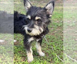 Mutt Dogs for adoption in Grafton, WI, USA