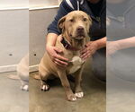 Small #2 American Pit Bull Terrier-Labrador Retriever Mix
