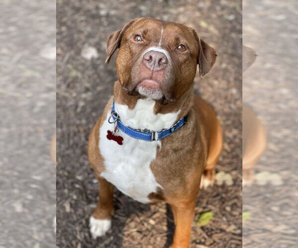 Medium Photo #35 Mutt Puppy For Sale in Mount Laurel, NJ, USA