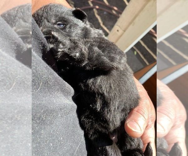 Medium Photo #6 German Shepherd Dog Puppy For Sale in VIOLET, LA, USA