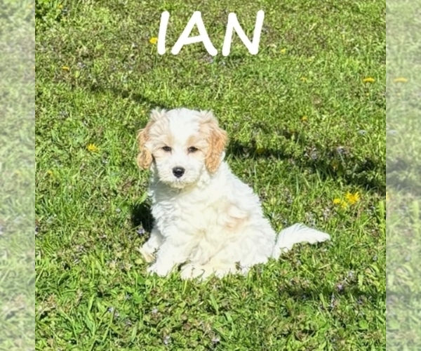 Medium Photo #1 Cockapoo (Miniature) Puppy For Sale in HARTLAND, MN, USA