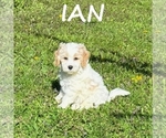 Image preview for Ad Listing. Nickname: Ian