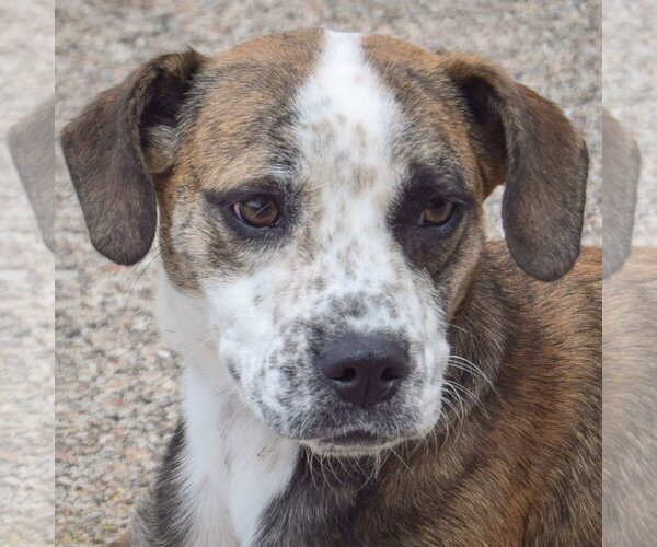 Medium Photo #2 Beagle-Catahoula Leopard Dog Mix Puppy For Sale in Huntley, IL, USA