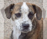 Small #1 Beagle-Catahoula Leopard Dog Mix