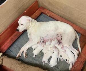 Mother of the Dogo Argentino puppies born on 05/08/2022