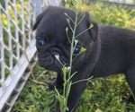 Puppy Stripe Pug