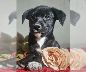 Chihuahua-Unknown Mix Dogs for adoption in San Diego, CA, USA