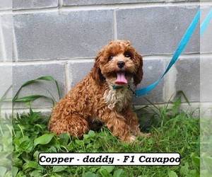 Father of the Cavapoo (Miniature) puppies born on 05/08/2026