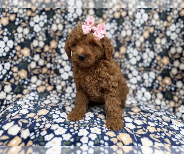 Medium Photo #2 Cock-A-Poo Puppy For Sale in LAKELAND, FL, USA