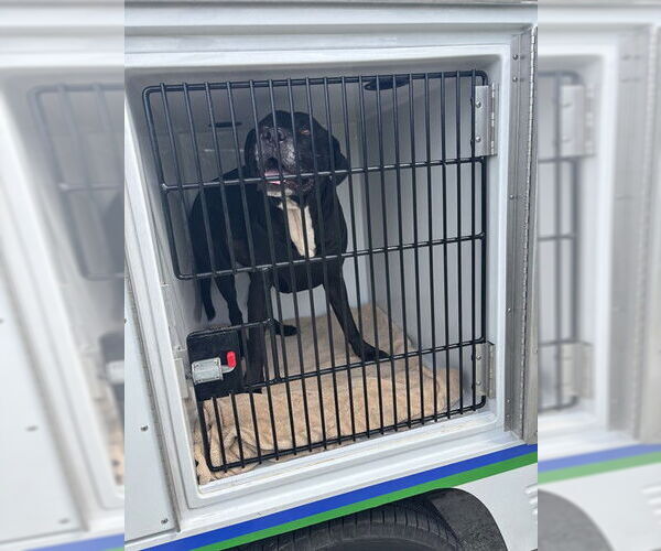 Medium Photo #1 Labrador Retriever-Unknown Mix Puppy For Sale in Sanford, FL, USA