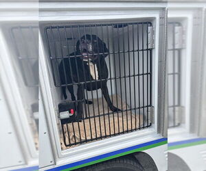 American Pit Bull Terrier-Labrador Retriever Mix Dogs for adoption in Sanford, FL, USA