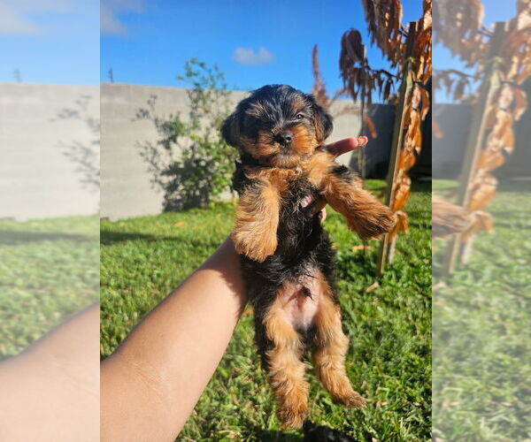 Medium Photo #1 Yorkshire Terrier Puppy For Sale in MELBOURNE, FL, USA