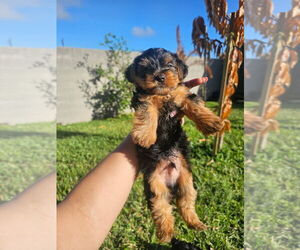 Yorkshire Terrier Puppy for sale in MELBOURNE, FL, USA