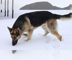 Small #37 German Shepherd Dog