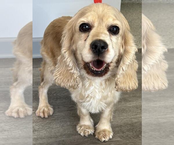 Medium Photo #6 Cocker Spaniel Puppy For Sale in Westminster, MD, USA