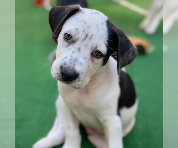 Medium Photo #11 Labrador Retriever-Unknown Mix Puppy For Sale in San Diego, CA, USA