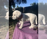 Small Photo #1 Labrador Retriever Puppy For Sale in LIVE OAK, CA, USA