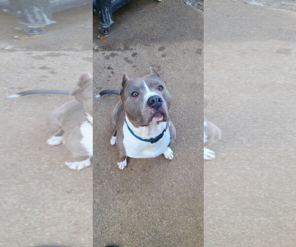 Medium Photo #2 American Pit Bull Terrier-Unknown Mix Puppy For Sale in Bangs, TX, USA