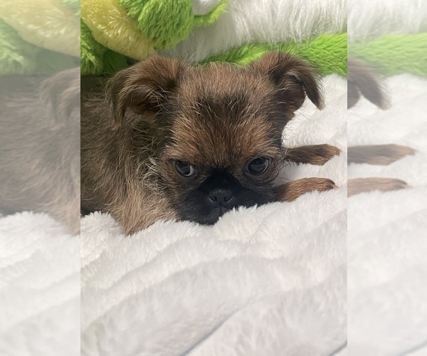 Medium Photo #16 Brussels Griffon Puppy For Sale in LEXINGTON, VA, USA