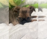 Small #7 Brussels Griffon