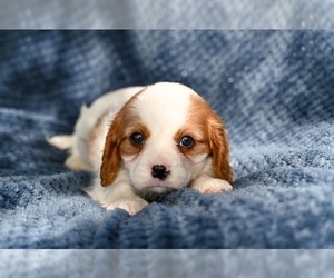 Cavalier King Charles Spaniel Puppy for sale in SUGARCREEK, OH, USA