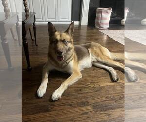 Siberian Husky-Unknown Mix Dogs for adoption in Rockwall, TX, USA
