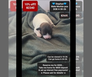 Morkie Poo (Toy) Puppy for sale in TUCSON, AZ, USA