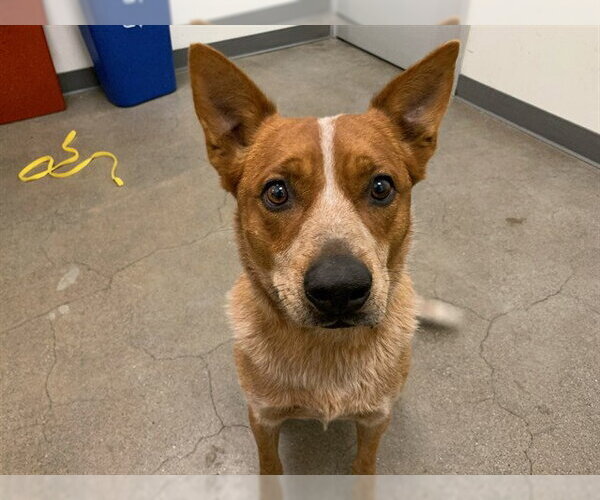 Medium Photo #1 Texas Heeler Puppy For Sale in Berkeley , CA, USA