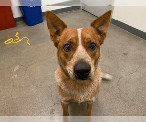 Texas Heeler Dogs for adoption in Berkeley , CA, USA